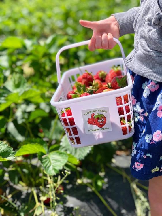 Child holding a basket filled with freshly picked strawberries in a lush strawberry field, showcasing a vibrant outdoor setting perfect for berry picking.