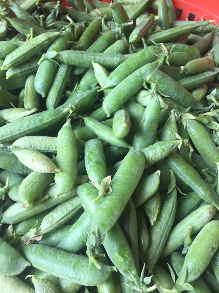 Fresh green peas piled in a red basket, showcasing their vibrant color and healthy appearance, ideal for cooking and snacking.