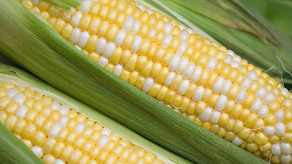 Close-up image of fresh corn on the cob showcasing plump yellow and white kernels nestled in green husks, highlighting its natural texture and vibrant colors.