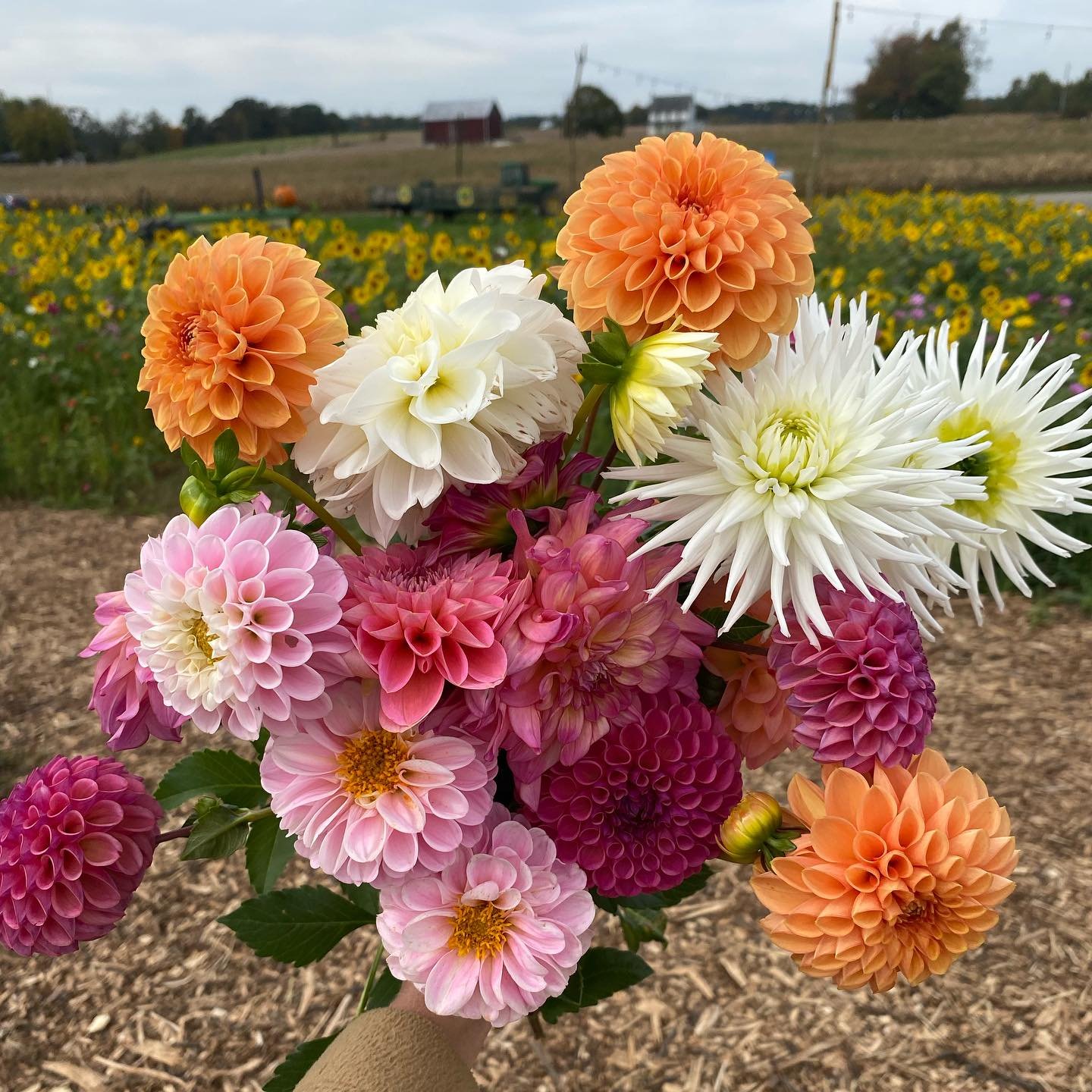 Colorful bouquet of dahlias in shades of pink, orange, and white, set against a backdrop of a sunflower field and a rustic farm landscape. The arrangement showcases various dahlia types, highlighting their intricate petal structures and vibrant colors.