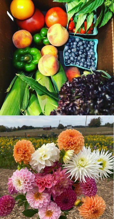 A vibrant assortment of fresh produce including tomatoes, green peppers, peaches, blueberries, corn, and purple lettuce in a wooden box, alongside a colorful bouquet of dahlias and chrysanthemums against a scenic field backdrop.