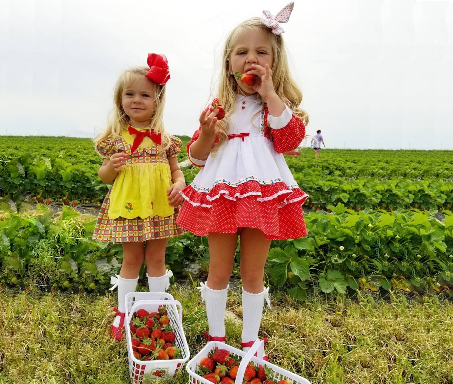 Country+creek+produce++PA+-+2 Two young girls in colorful dresses stand in a strawberry field, one holding a strawberry and the other with a basket full of freshly picked strawberries. The scene captures a joyful moment of strawberry picking on a sunny day, showcasing the lush green plants in the background.