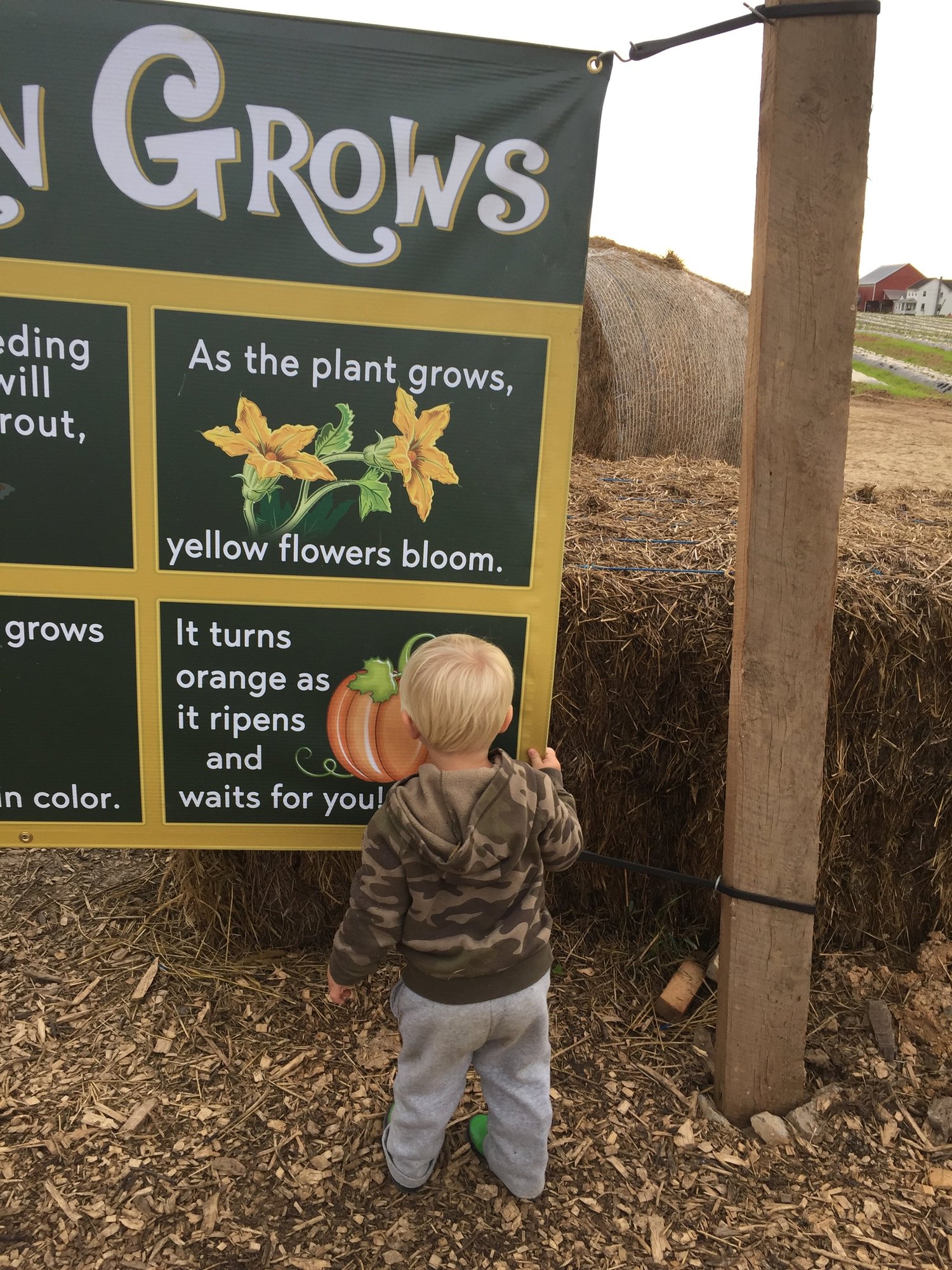Country+creek+produce++PA+-+9456224D-8744-416A-B29D-4E50B883BD8E Child observing an educational sign about plant growth at a farm, featuring illustrations of yellow flowers and a pumpkin, with hay bales in the background.
