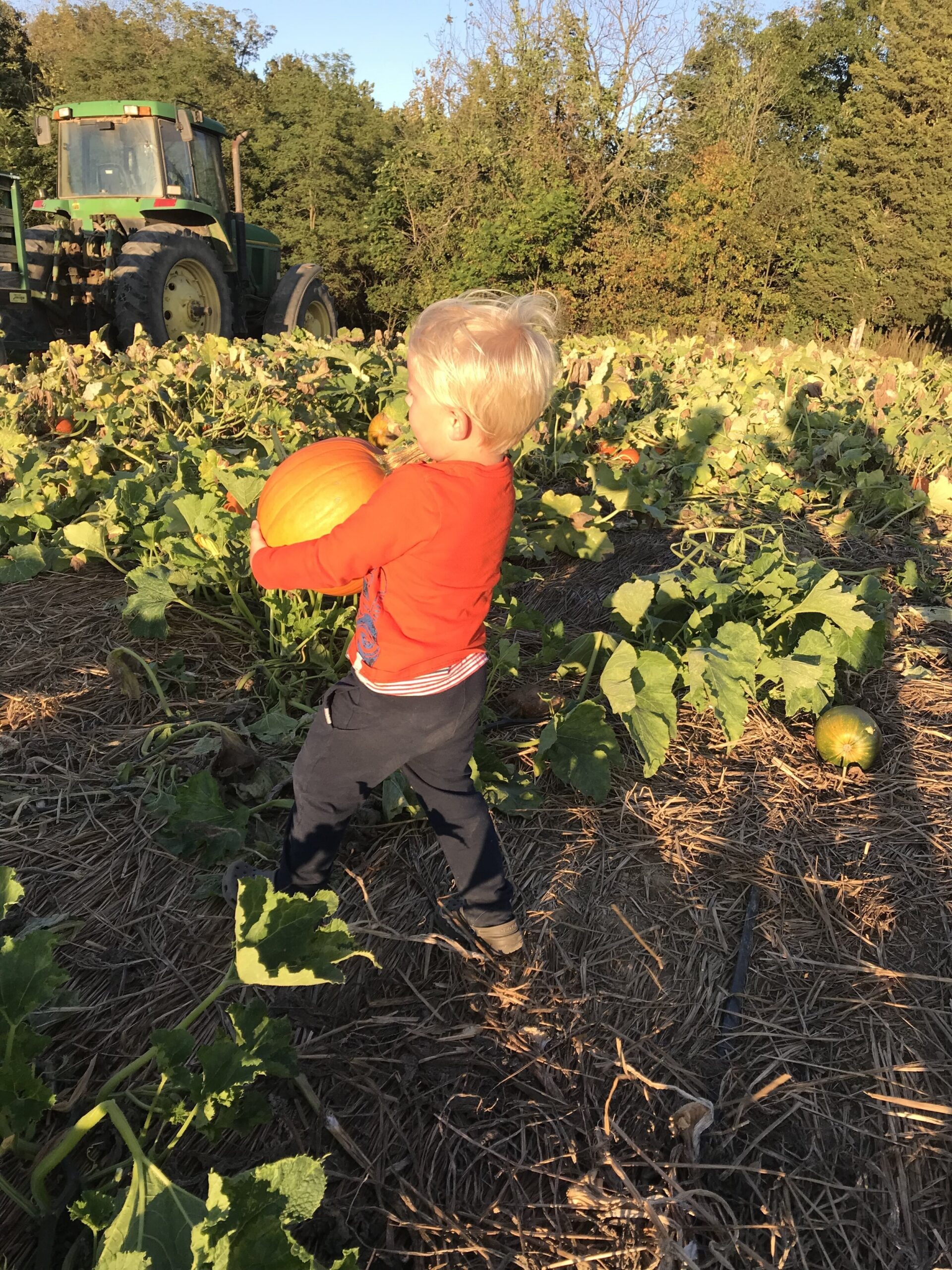 Country+creek+produce+farm++Pa+-+25DF6FFB-1B6F-45EC-B677-629A01DF5C25 Young child carrying a pumpkin in a pumpkin patch, with a tractor in the background and autumn foliage surrounding the scene.