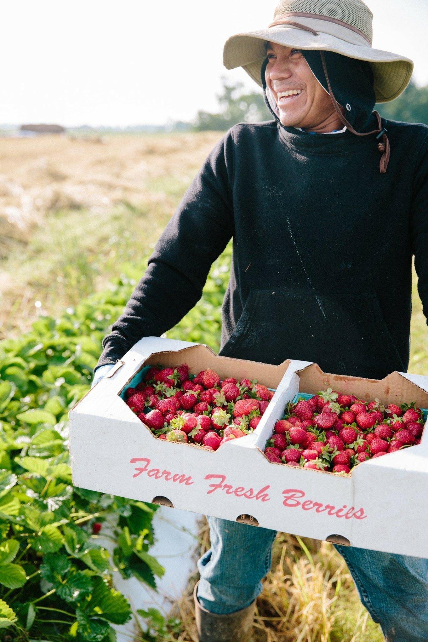 Country+creek+produce+farm++Pa+-+A5792139-5E6A-499D-9803-174FA7E25BC0 A farmer holding a box labeled "Farm Fresh Berries" filled with freshly picked strawberries, smiling in a sunny field surrounded by green strawberry plants.