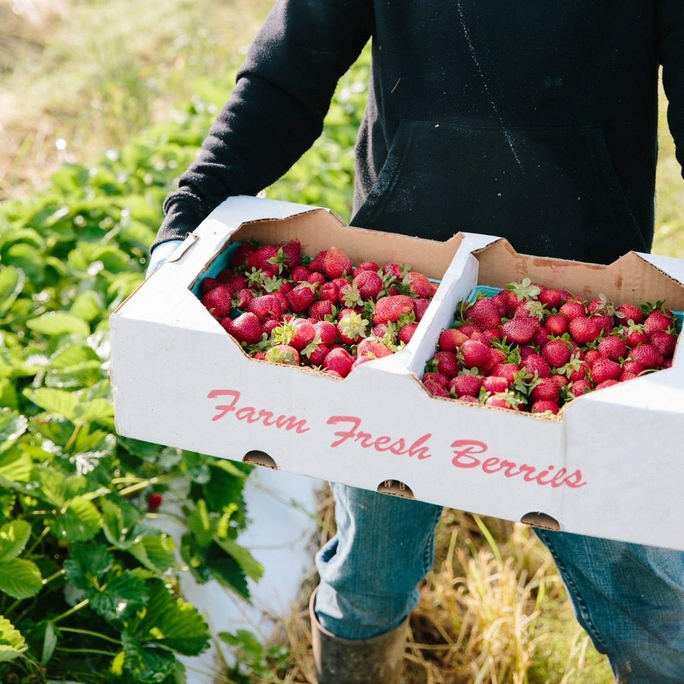 Country+creek+produce+farm++Pa+-+A5792139-5E6A-499D-9803-174FA7E25BC0 Person holding a box of freshly picked strawberries in a field, surrounded by green strawberry plants. The box is labeled "Farm Fresh Berries," showcasing the vibrant red fruit.