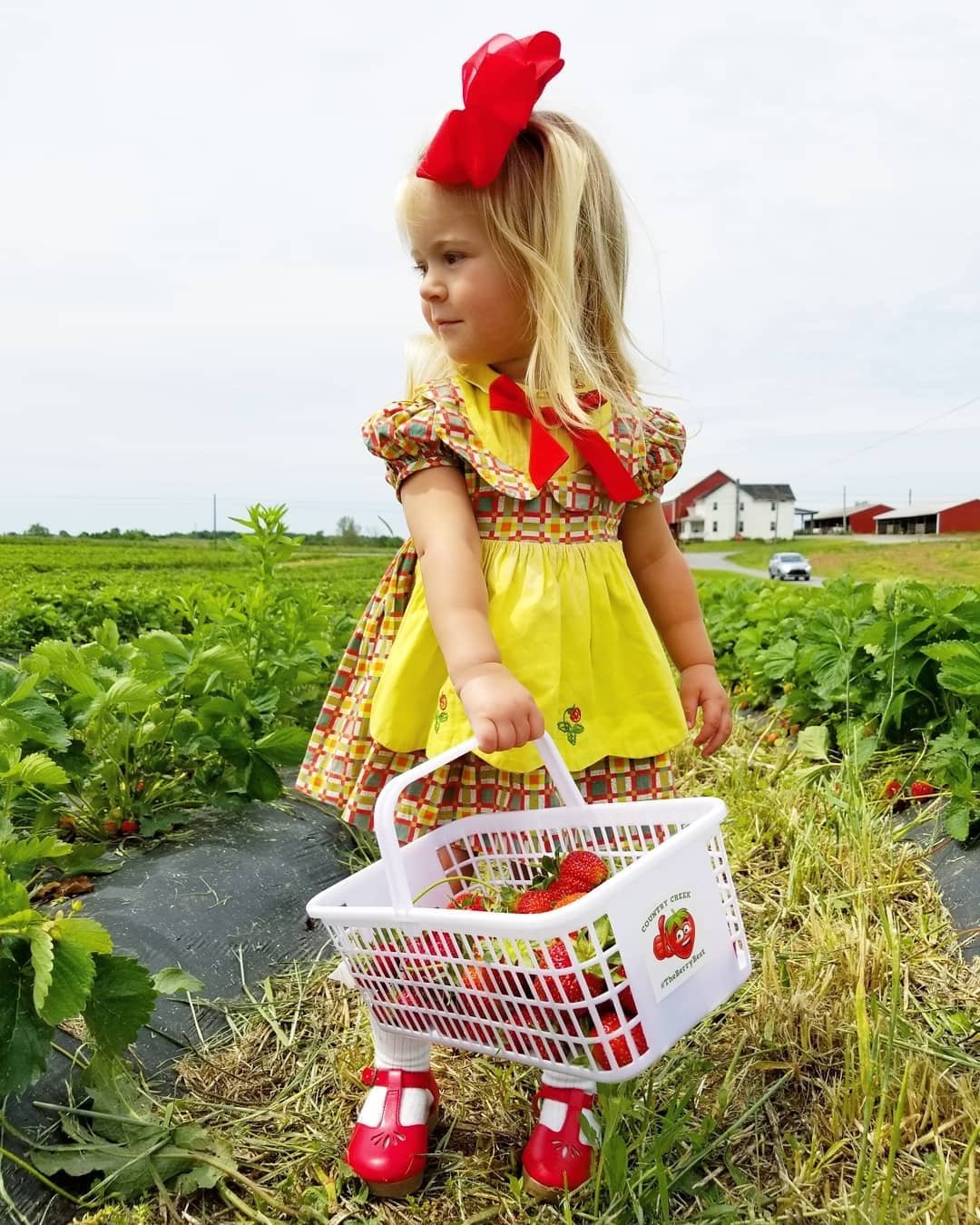 Country+creek+produce+farm++Pa+-+FB4692E6-B9A4-4ADF-8052-14F82490B8A4 Young girl in a colorful dress and red bow holding a basket of freshly picked strawberries in a lush strawberry field, with farm buildings in the background.