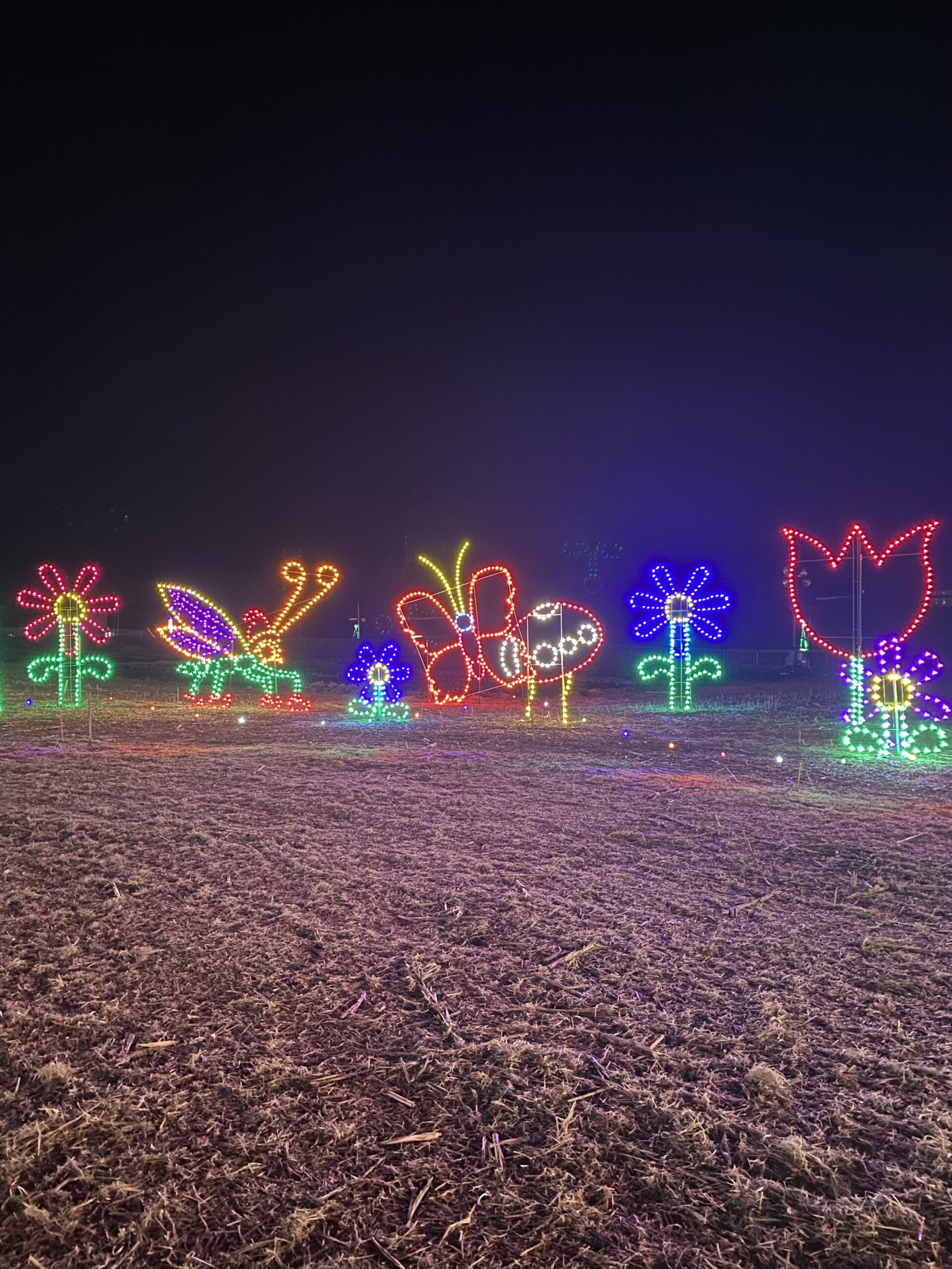 IMG_0184 Colorful illuminated flowers and butterflies in a nighttime outdoor display, showcasing vibrant LED lights against a dark background, creating a festive atmosphere.