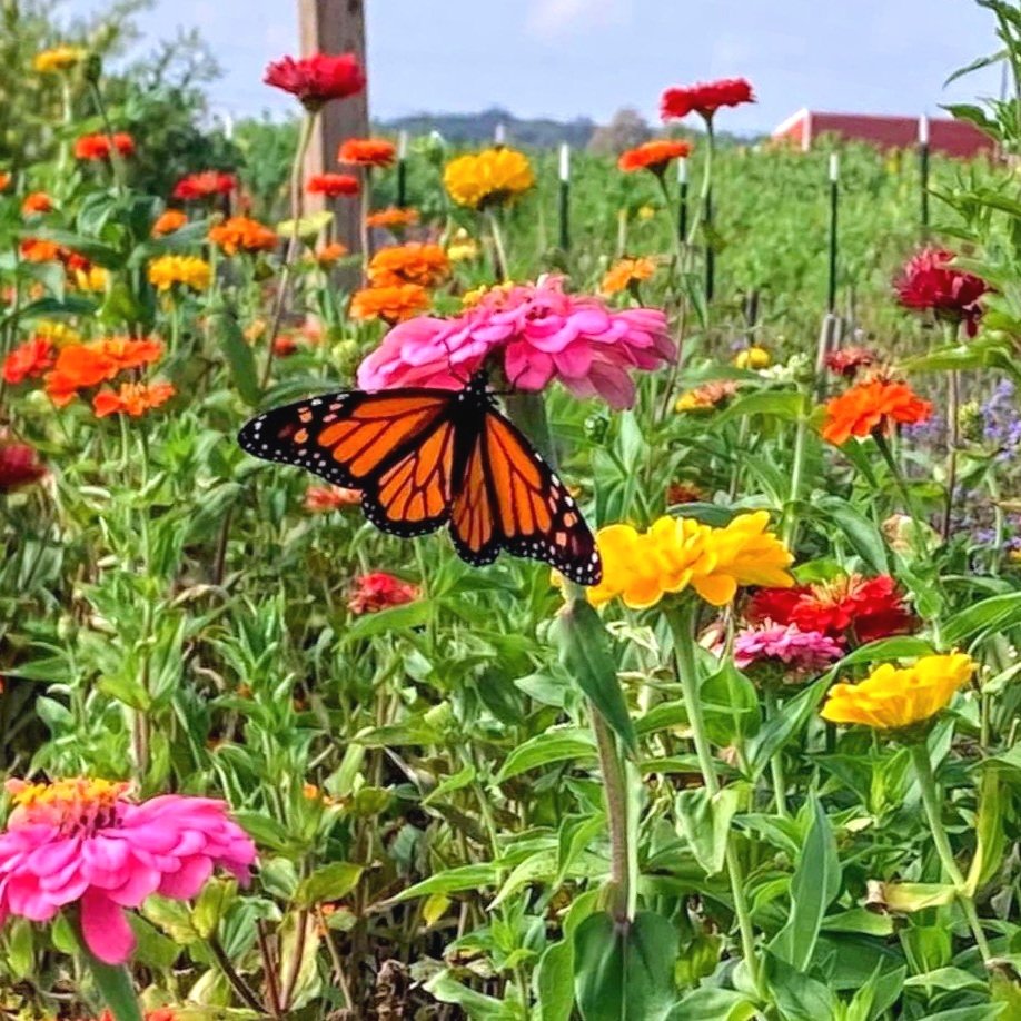 IMG_20240227_164141~2 A vibrant monarch butterfly perched on a pink flower amidst a colorful garden filled with various blooming zinnias, showcasing the beauty of nature in a sunny outdoor setting.